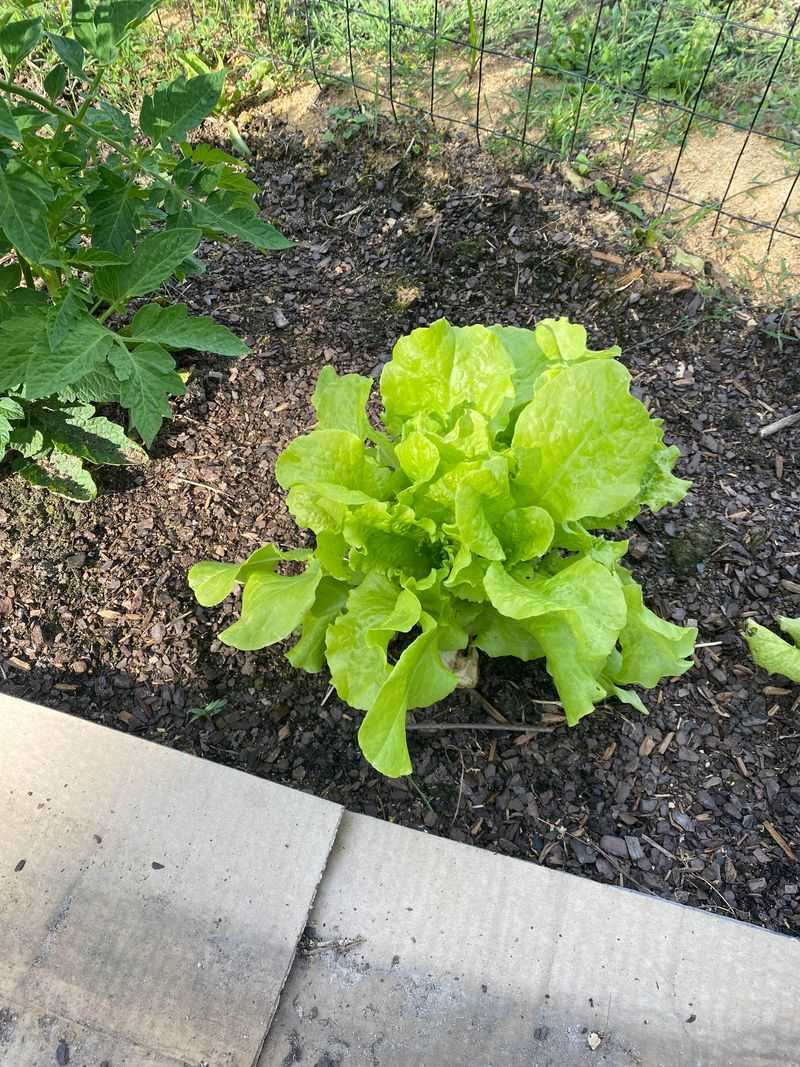 Sow Black Seeded Simpson For Fast Leaves Sow Black Seeded Simpson For Fast Leaves