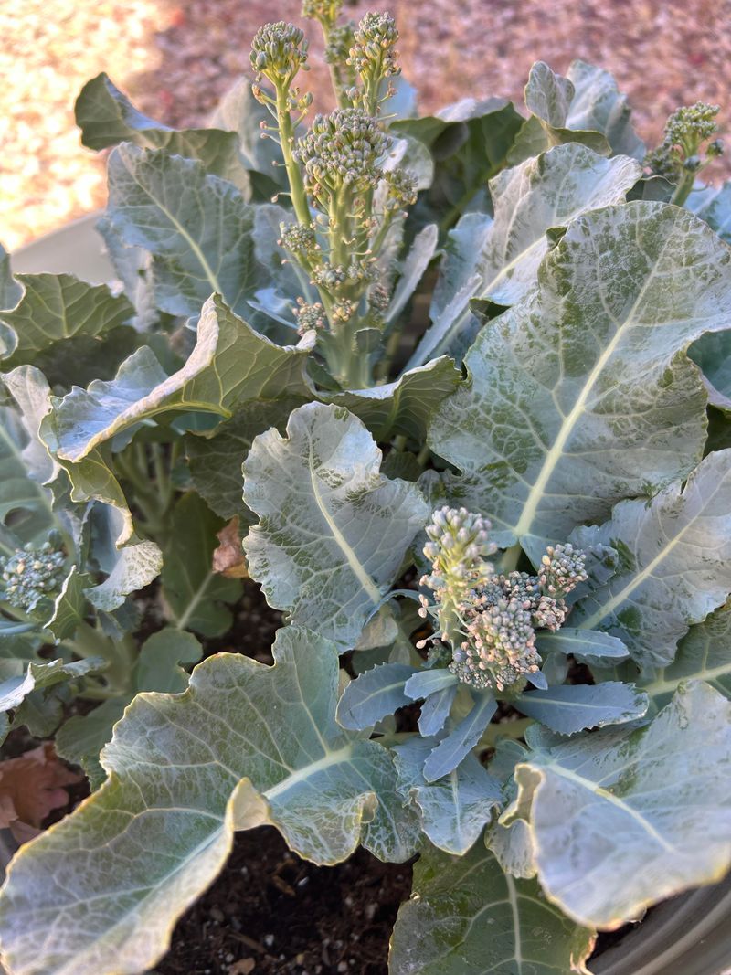 Sow Broccoli Seeds Before September Arrives