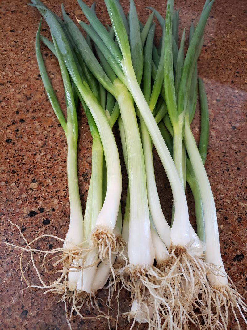 Sow Bunching Onions In Central Florida Sow Bunching Onions In Central Florida
