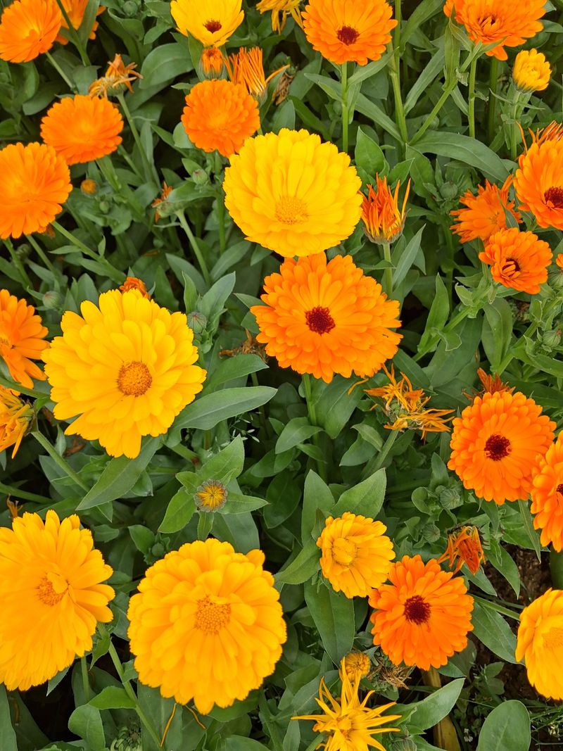 Sow Calendula For Fall Color Sow Calendula For Fall Color