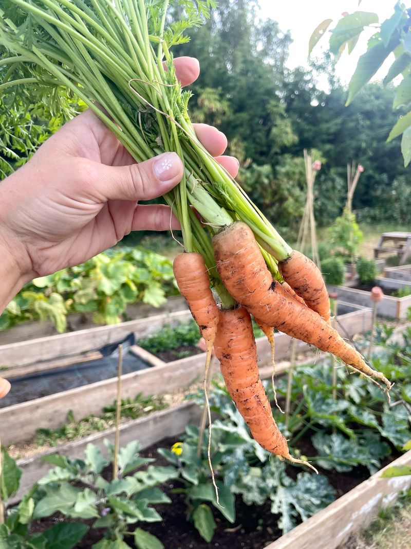 Sow Carrots For Sweet Fall Roots