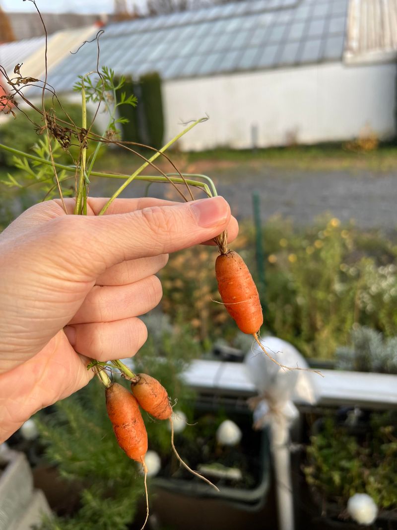 Sow Carrots In Central Florida