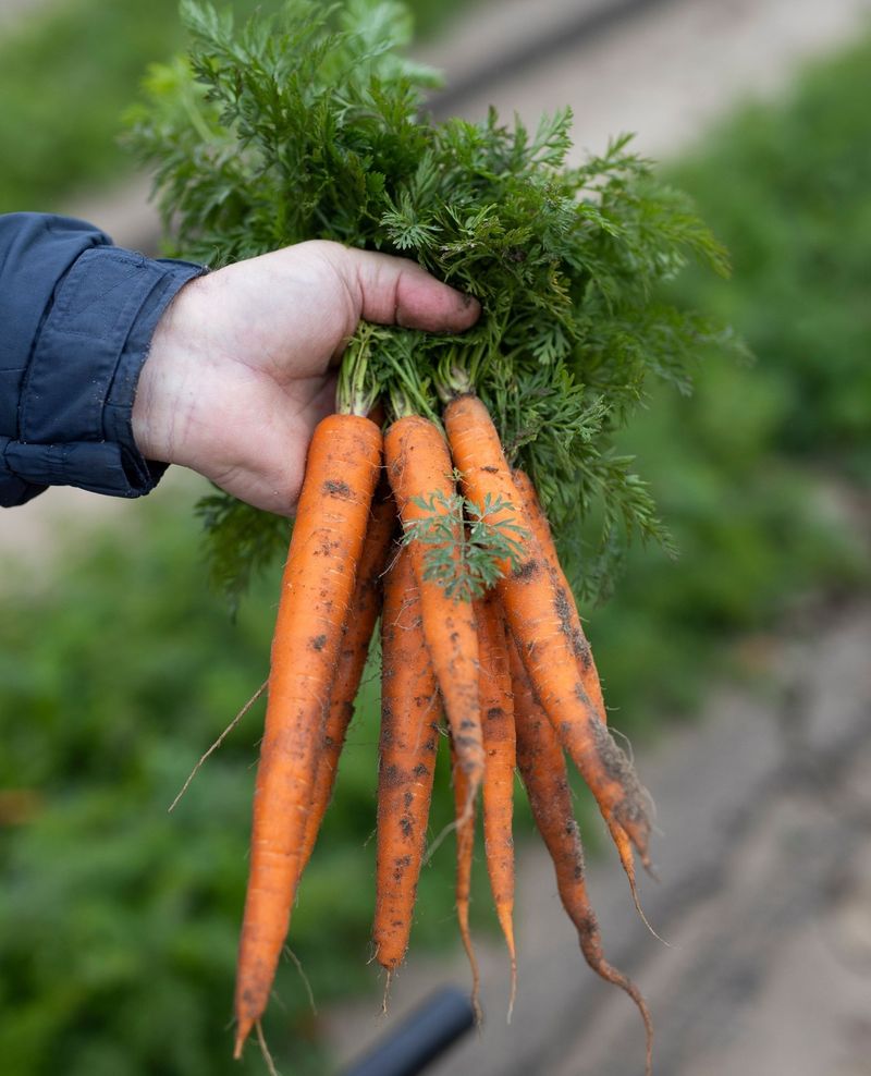 Sow Carrots In Central Florida