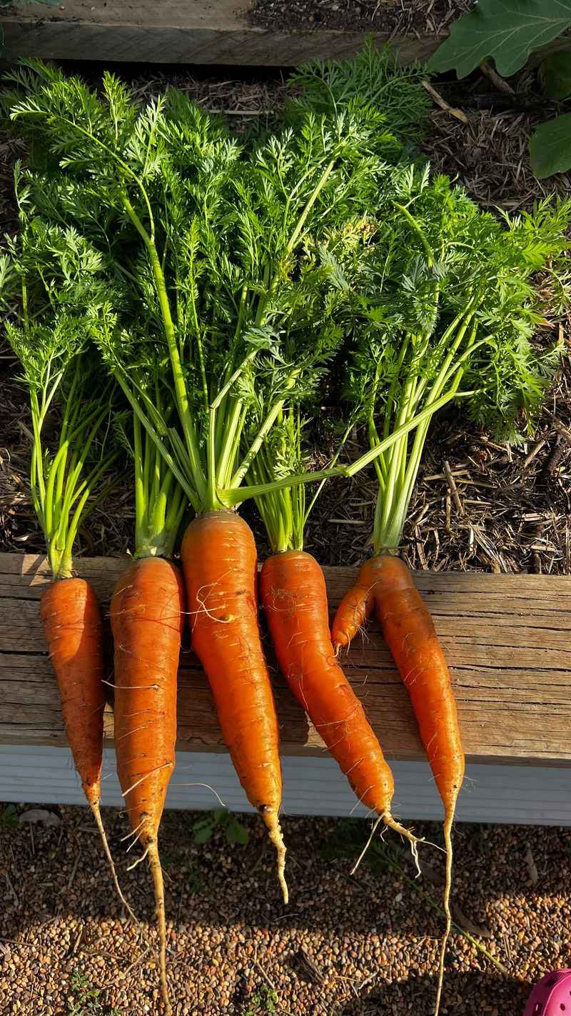 Sow Carrots While There Is Time Sow Carrots While There Is Time