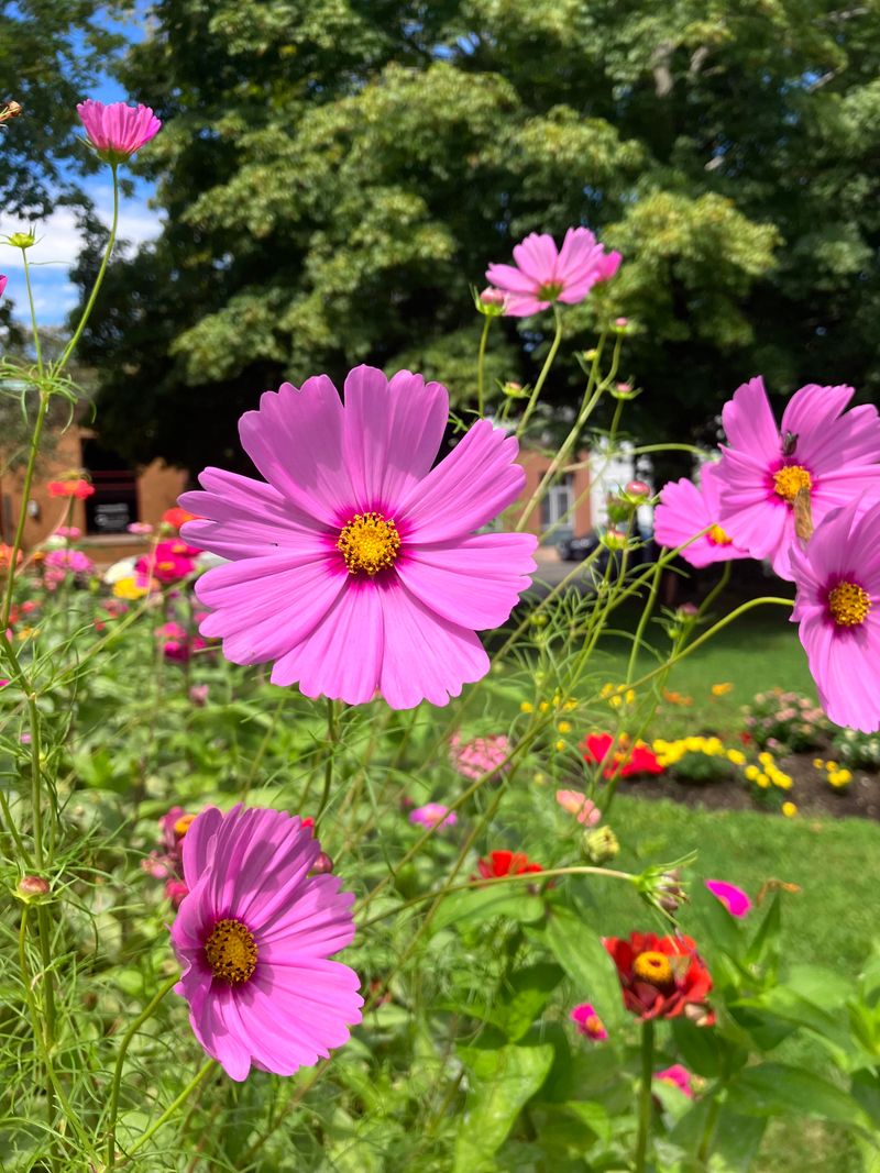 Sow Cosmos For Open Landing Pads