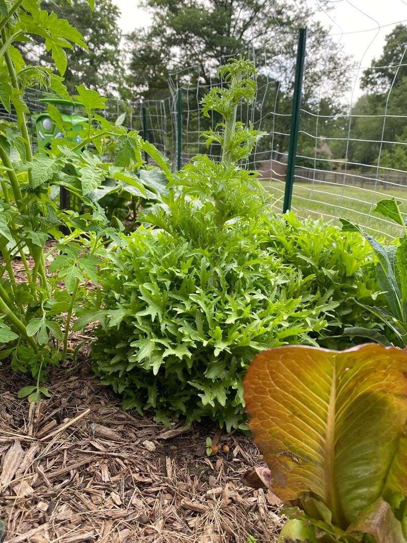 Sow Endive For Autumn Greens Sow Endive For Autumn Greens