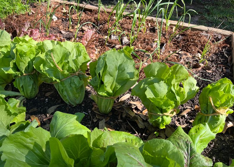 Sow Endive For Crisp Autumn Greens