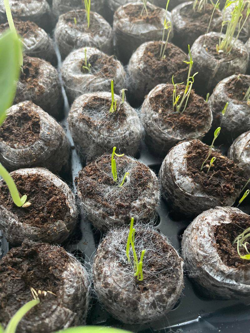 Sow Green Onions With Cooler Weather Sow Green Onions With Cooler Weather