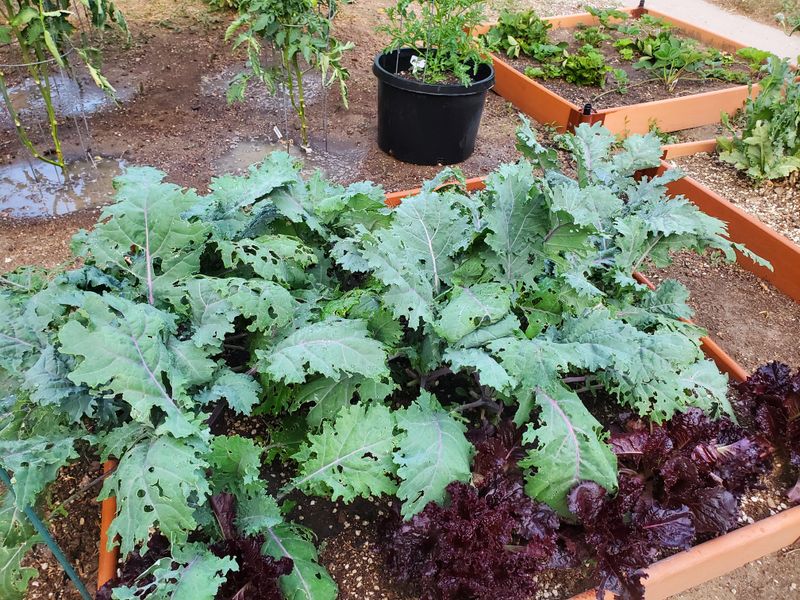 Sow Kale For Months Of Picking