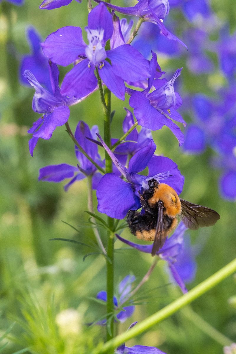 Sow Larkspur As Nights Begin Cooling Sow Larkspur As Nights Begin Cooling