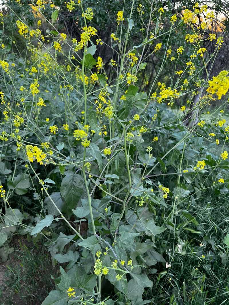 Sow Mustard For Fast Greens
