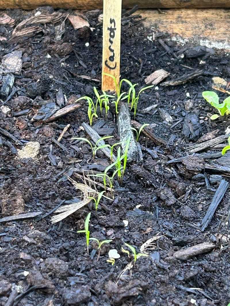 Sow Roots And Greens On Time