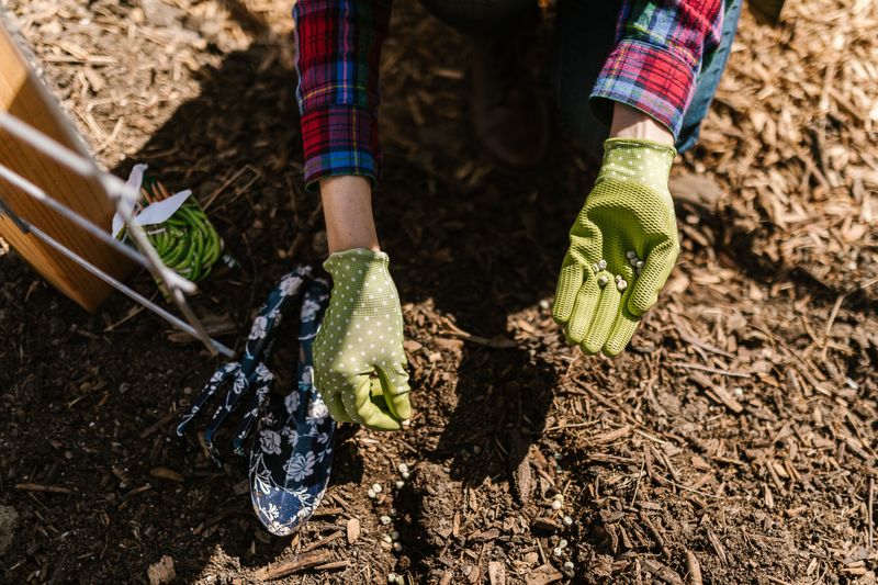 Sow Seeds For Fall Lettuce And Spinach Sow Seeds For Fall Lettuce And Spinach