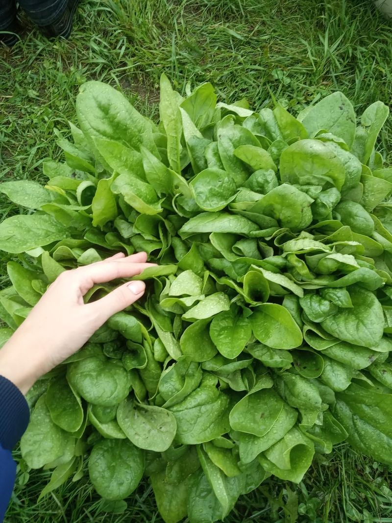 Sow Spinach As The Soil Starts Cooling