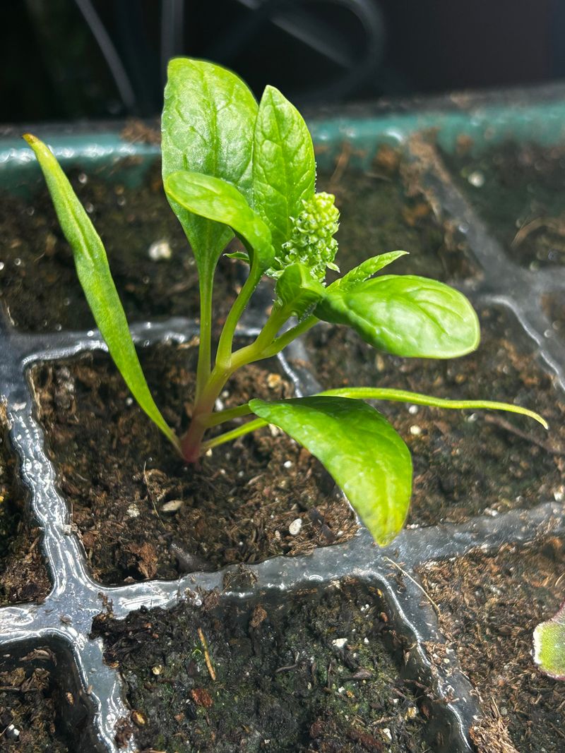 Sow Spinach For Cooler Days Ahead Sow Spinach For Cooler Days Ahead