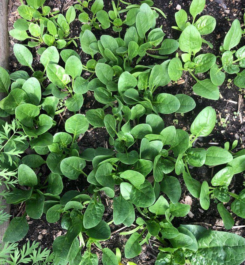 Sow Spinach For The Cooler Weeks Ahead
