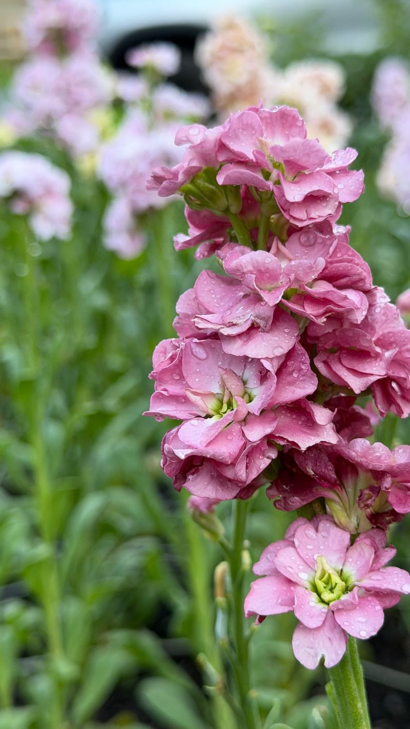 Sow Stock For Cool Season Color Sow Stock For Cool Season Color