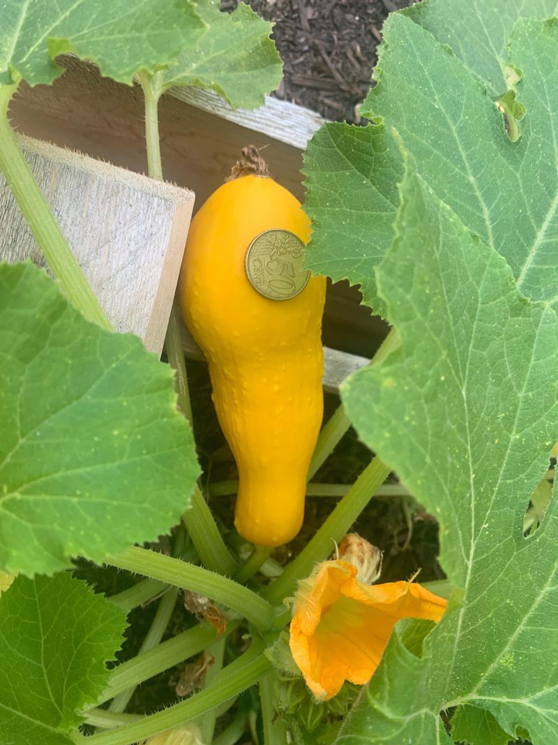 Sow Summer Squash Across Much Of Florida