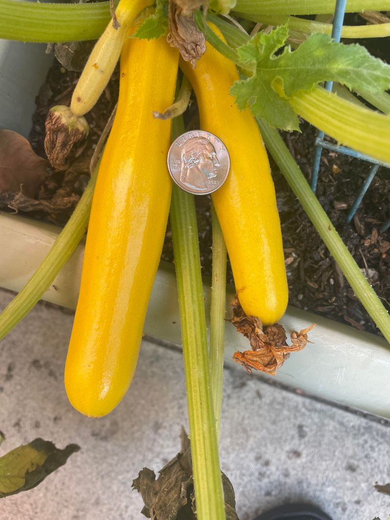 Sow Summer Squash While Heat Holds