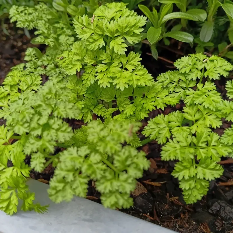 Sow The Seeds Right In The Window Box