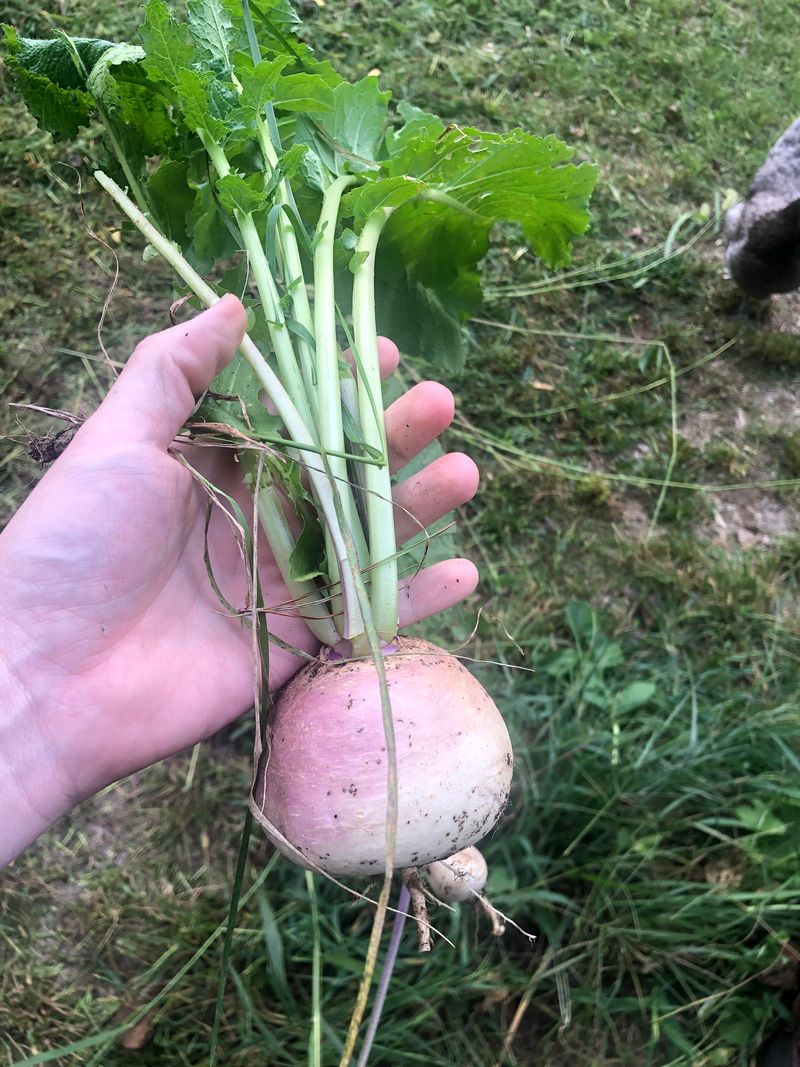 Sow Turnips For A Quick Fall Crop Sow Turnips For A Quick Fall Crop
