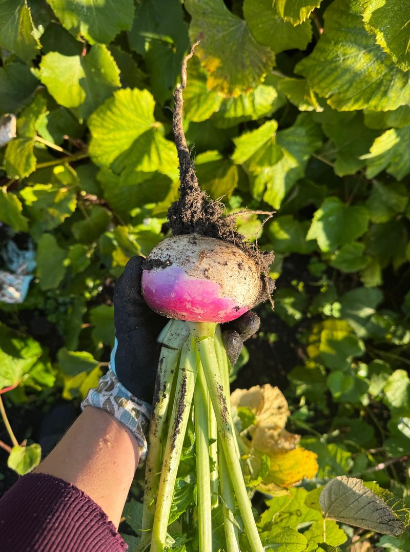 Sow Turnips For Cool Weather Roots