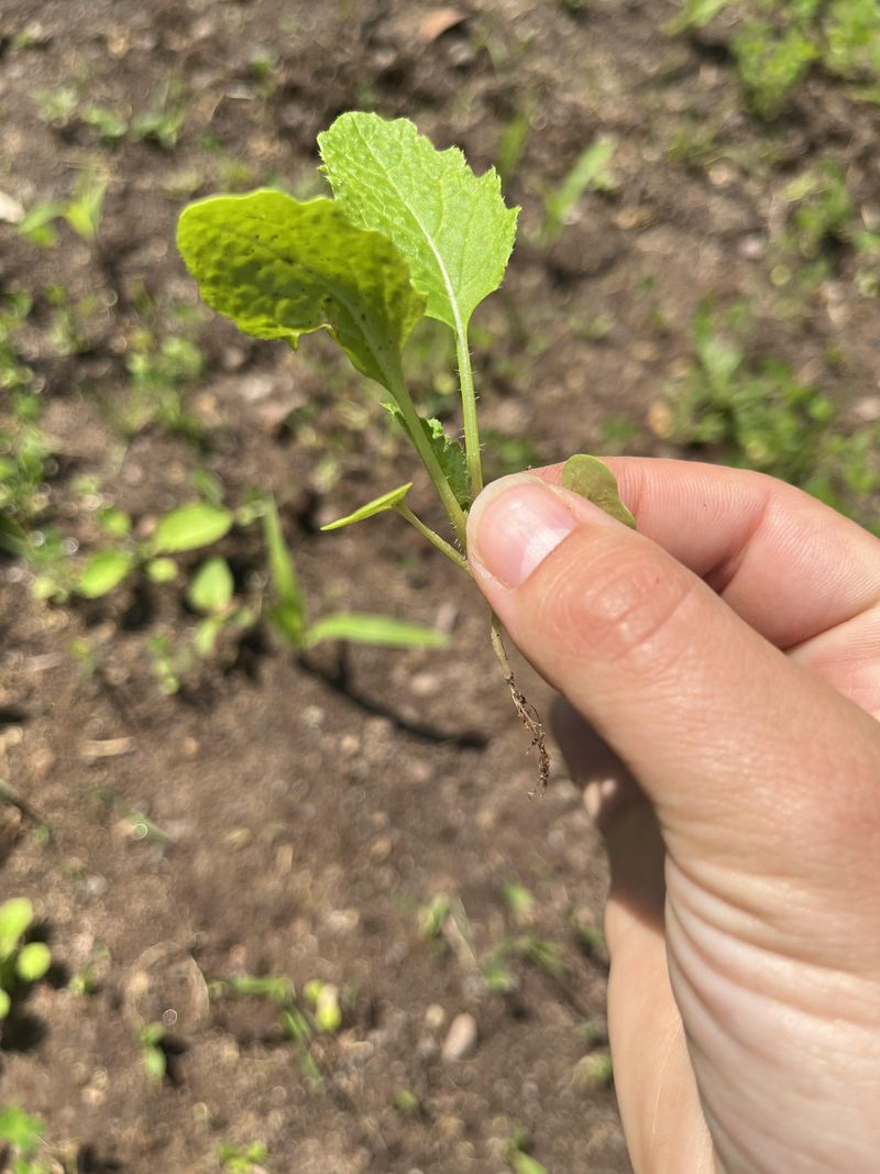 Sow Turnips For Cool Weather Roots
