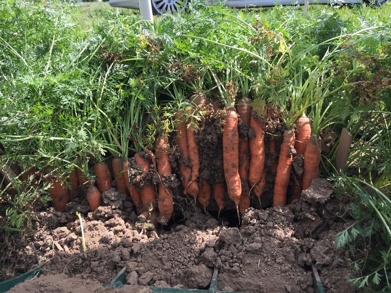 Sowing Into Cloddy Soil Misshapes The Crop