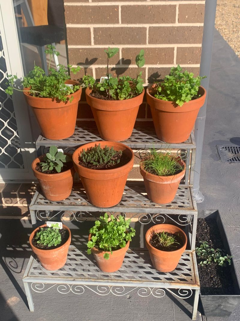 Space Herbs For Faster Leaf Drying Space Herbs For Faster Leaf Drying