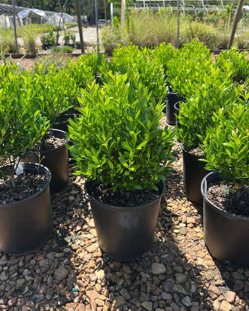 Spacing And Cultivar Choices For Tight Yards Spacing And Cultivar Choices For Tight Yards