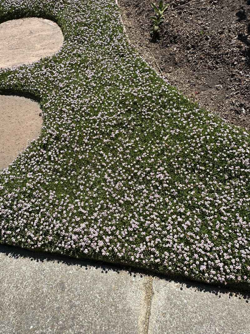 Spacing Matters More Than Most Gardeners Expect Spacing Matters More Than Most Gardeners Expect