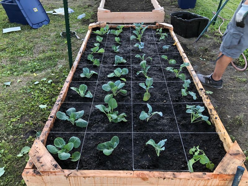 Spacing Rows For Proper Air Flow