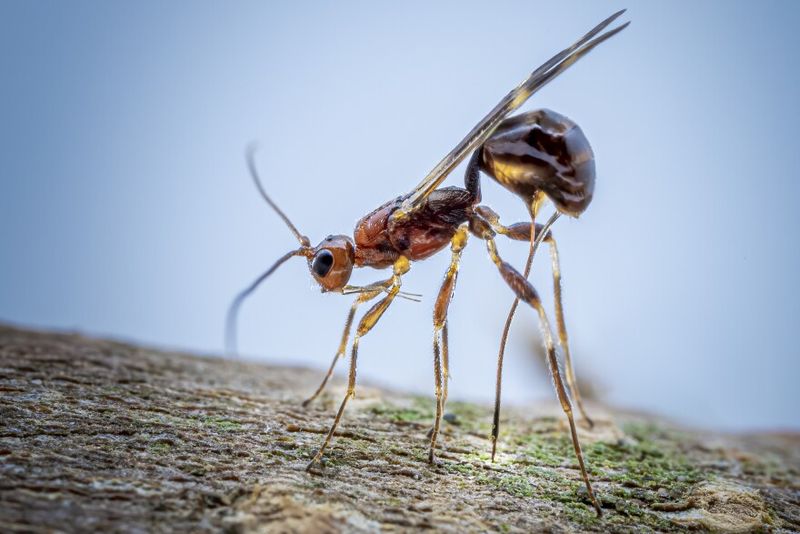 Spathius Galinae, A New Ally Against A Destructive Pest Spathius Galinae, A New Ally Against A Destructive Pest