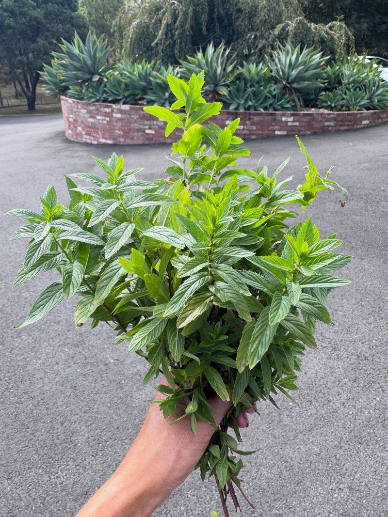 Spearmint Adds Another Mint Scent Wasps May Avoid