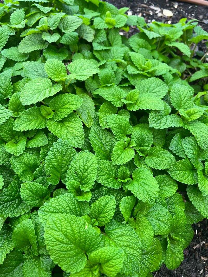 Spearmint Brings Its Aromatic Punch To A Patio Pot Spearmint Brings Its Aromatic Punch To A Patio Pot