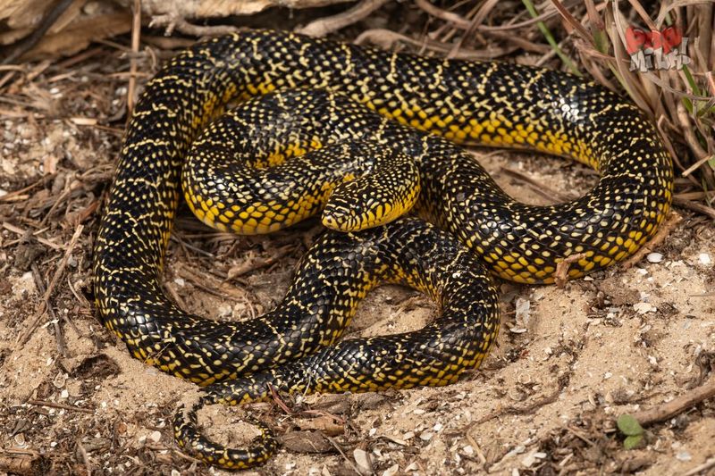 Speckled Kingsnake