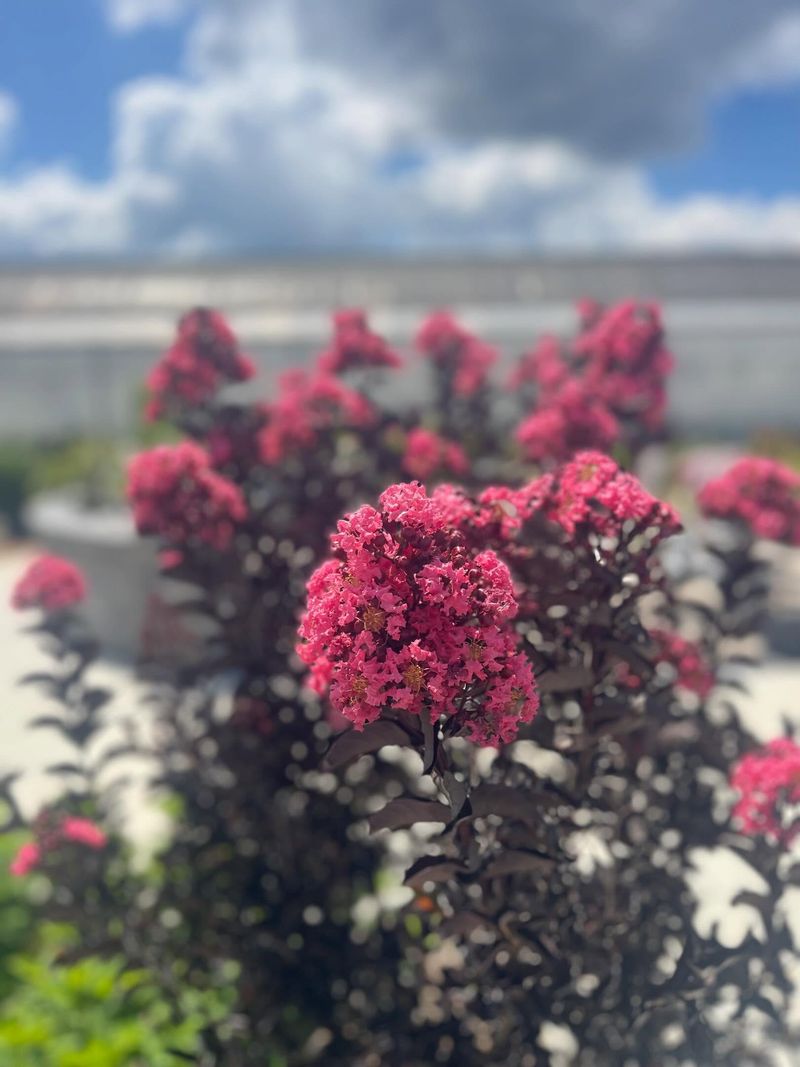 Spent Blooms Can Decide Whether Round Two Starts