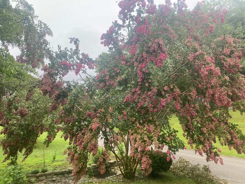 Spent Flower Clusters Are Where The Late-Summer Reset Begins