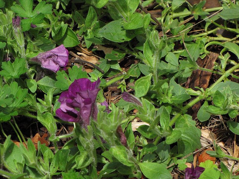 Spent Flowers Drain The Plant's Energy