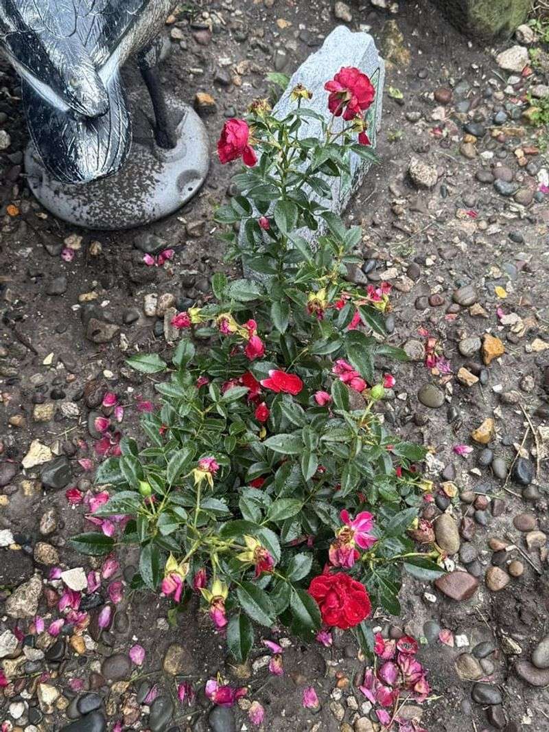 Spent Flowers Slow The Next Flush Spent Flowers Slow The Next Flush