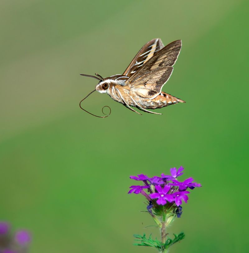 Sphinx Moths