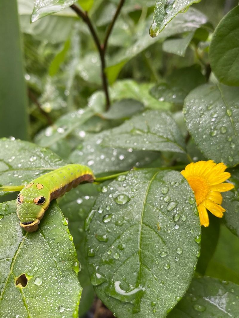 Spicebush Swallowtail Caterpillars Feed On The Leaves