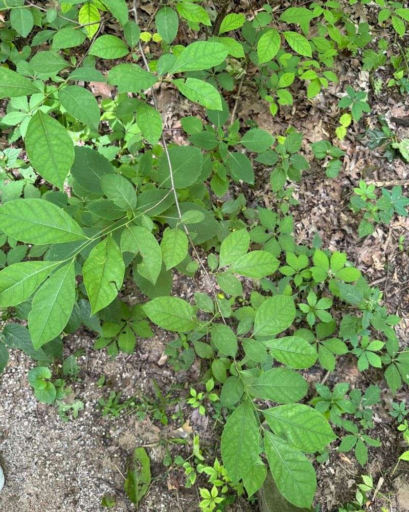 Spicebush Thickens Woodland Edge Cover