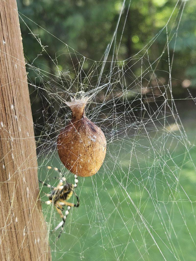 Spider Egg Sacs Mistaken For Tiny Nests