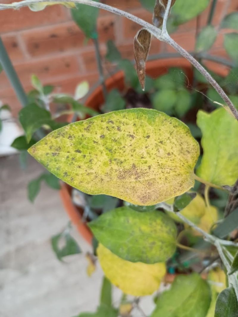 Spider Mites Can Hide Behind Fading Foliage Spider Mites Can Hide Behind Fading Foliage