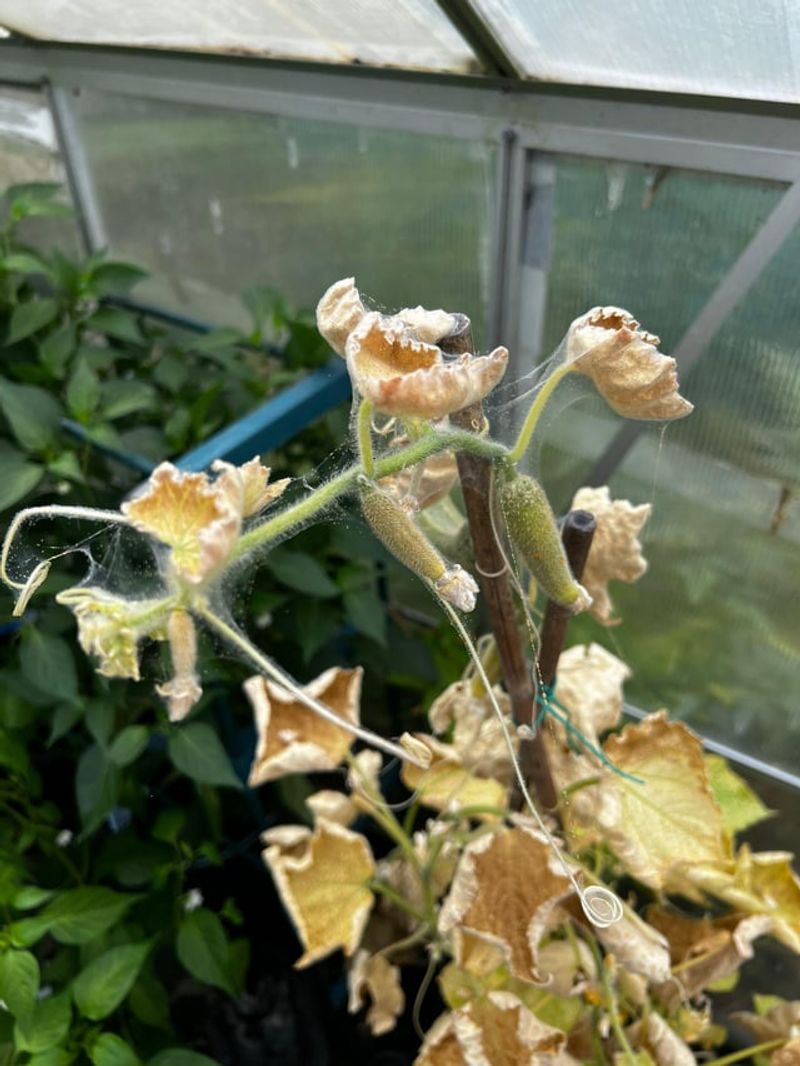 Spider Mites Can Hide Under Yellowing Leaves