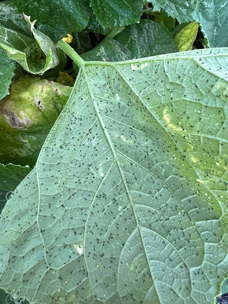Spider Mites Leave Whitish Stippling