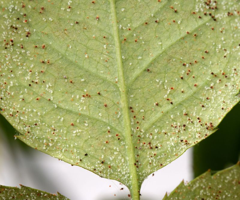 Spider Mites Take Advantage Of Heat Stressed Plants Spider Mites Take Advantage Of Heat Stressed Plants
