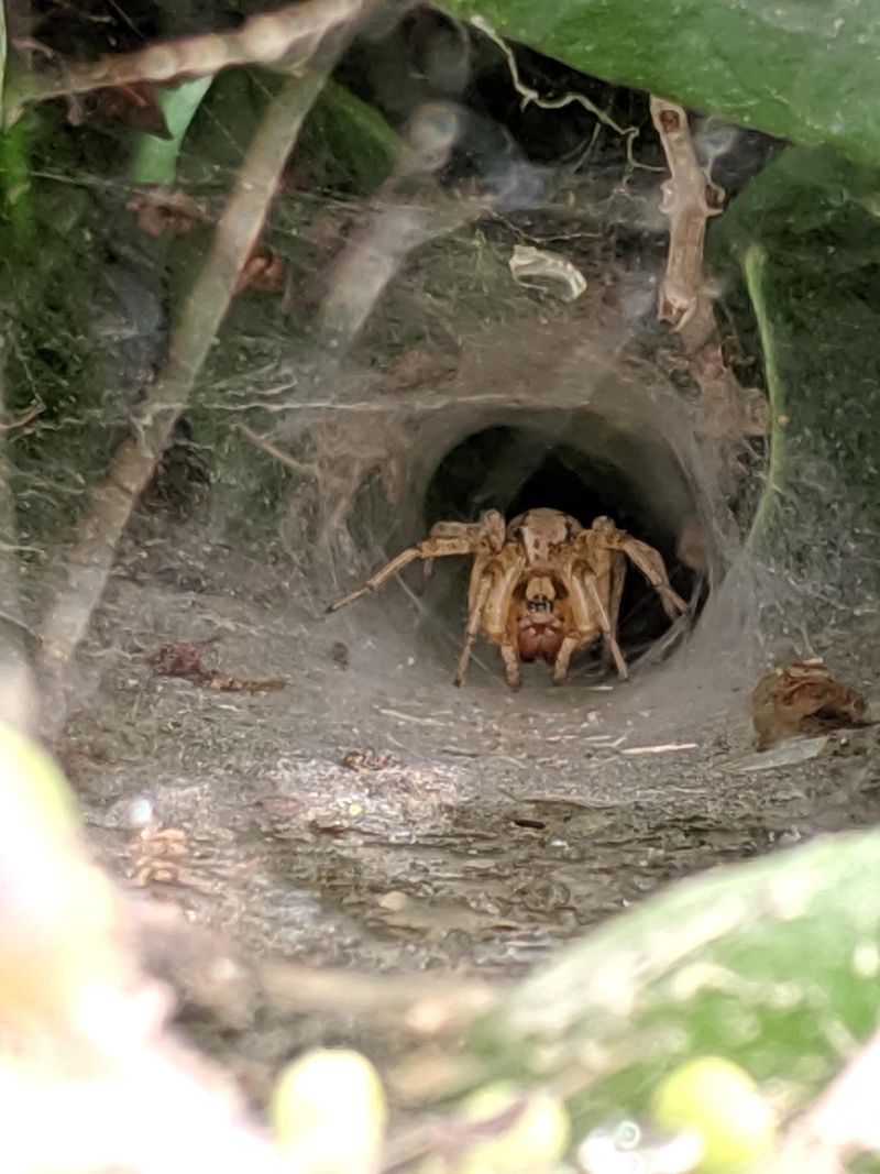 Spider Populations Reach Peak Maturity By August Spider Populations Reach Peak Maturity By August
