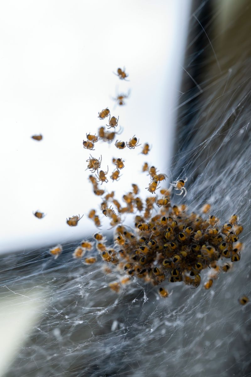 Spiderlings Disperse And Build New Webs